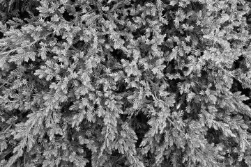 Natural background of Thuja branches for design or project, for publication, poster, calendar, post, screensaver, wallpaper, postcard, banner, cover, website. Toned high quality photo