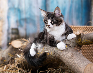 Very beautiful young  Maine Coon kitten