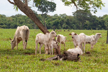 Fazenda de Bovinos