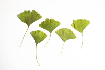 Ginkgo biloba leaves on white background, close-up. Gingko biloba is a natural ingredient in...