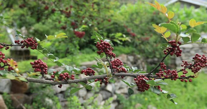 Sichuan pepper fruits on tree in the nature