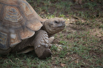 Senegal Schildkröte