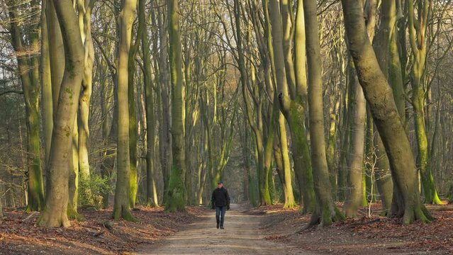 Senior man walking on a forest trail during a beautiful winter sunset. Static shot.