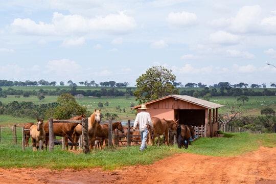 Cavalos na Fazenda