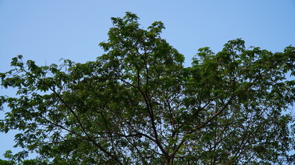 tree tops with blue sky background