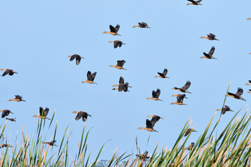Fulvous whistling ducks in flight
