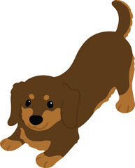 Simple and cute flat colored illustration of chocolate and tan color Miniature Dachshund being playful