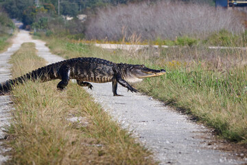 alligator crossing the road