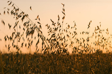 A field with ripe oats crops in the rays of the evening sun at sunset, photographed in the Kyiv region, Ukraine.