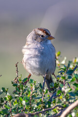 Close-up of white crowned sparrow perching on branch
