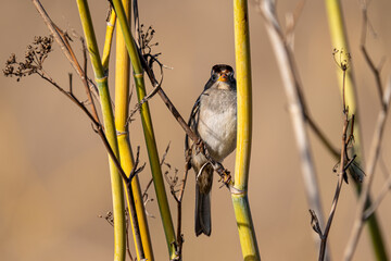 Close-up of white crowned sparrow perching on branch