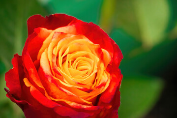 Beautiful red and yellow bicolor rose close up.