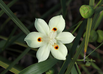 Fototapeta premium Pale yellow flower on a Peacock Flower (Dietes bicolor) plant in a garden