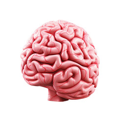 3d rendered illustration of brain