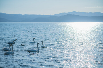 福島　猪苗代湖の白鳥