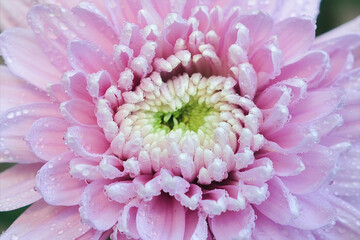 Pink Chrysanthemum Flower Petals