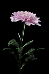 Pink Chrysanthemum Flower Petals