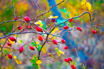 Beautiful red rose hip on a branch against blurred bokeh background. Fruit of Rosa canina (dog rose) on the bush. 