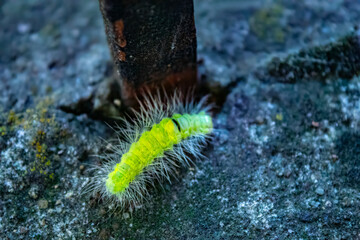 A fluffy caterpillar sits on a leaf. Macro