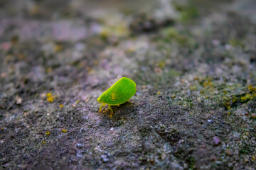 Green grocer cicada  on tree bark