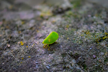 Green grocer cicada  on tree bark