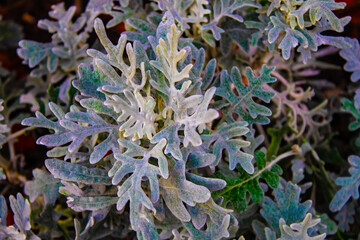 green bush leaves for background texture