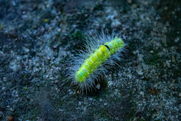 A fluffy caterpillar sits on a leaf. Macro
