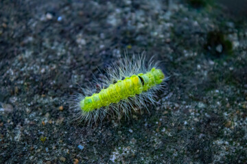 A fluffy caterpillar sits on a leaf. Macro