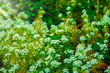 closeup white flowers in the garden