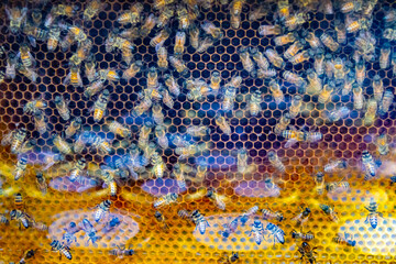 Top view of many bees crawling on golden honeycomb making honey in apiary