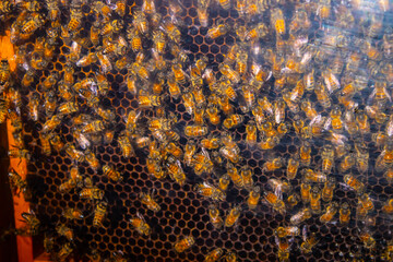 Top view of many bees crawling on golden honeycomb making honey in apiary