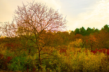 Vivid morning in colorful forest with sun rays through branches of trees. 