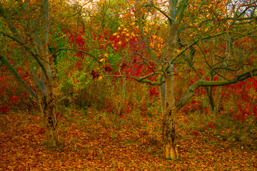 Vivid morning in colorful forest with sun rays through branches of trees. 