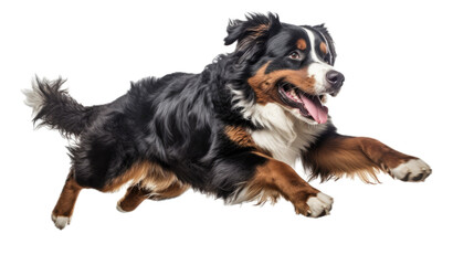 a Bernese Mountain Dog, running, full body, 3/4 view, isolated and transparent PNG in a Pet-themed, photorealistic illustration. Generative ai