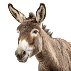 a Donkey/Burro portrait in a 3/4 view in a PNG,  isolated and transparent, farm animal-themed, photorealistic illustration.  Generative ai
