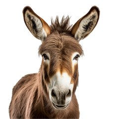 Fototapeta premium a Donkey/Burro portrait in a front view in a PNG, isolated and transparent, farm animal-themed, photorealistic illustration. Generative ai 