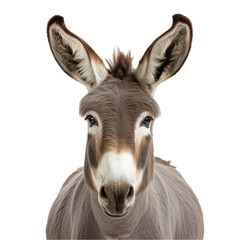 a Donkey/Burro portrait in a front view in a PNG,  isolated and transparent, farm animal-themed, photorealistic illustration. Generative ai
