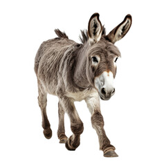 a Donkey/Burro trotting, full body in a front view in a PNG,  isolated and transparent, farm animal-themed, photorealistic illustration.  Generative ai
