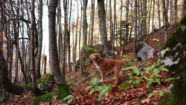 A Nova Scotia Duck Tolling Retriever dog stands alert in the lush forest, the vibrant foliage framing a picture of autumn wonder