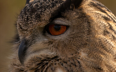 Owl eye