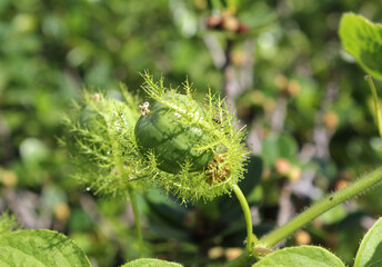 Fruit on a Stinking Passion Vine (Passiflora foetida) plant