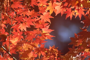 Fototapeta premium beautiful autumn leaves