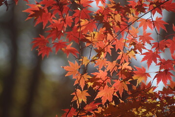 beautiful autumn leaves