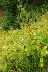 Alpine meadow and conifer forest