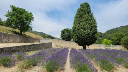 lavender field