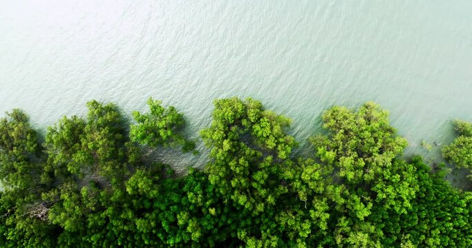 Amazing abundant mangrove forest, Aerial view of forest trees Rainforest ecosystem and healthy environment background, Texture of green trees forest top down, High angle view