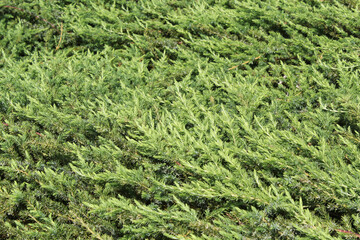 Close up of leaves on a Shore Juniper (Juniper conferta) plant in a seaside garden