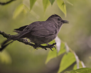 bird