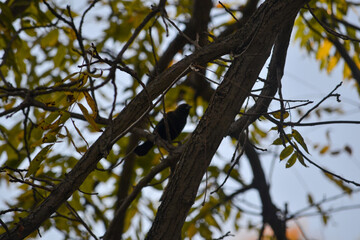 bird