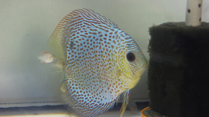 Symphysodon. A discus fish with dotted body patterns.